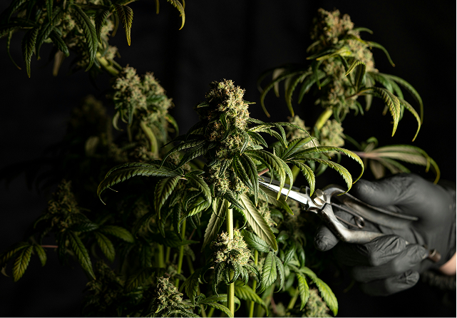 https://buymyweedfrance.com/