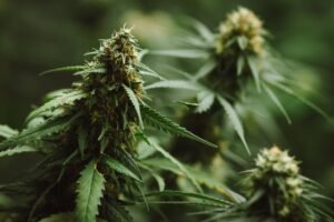 How Does Hybrid Weed Make You Feel?