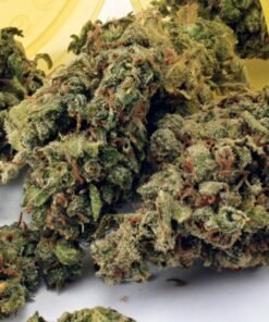 Mr Nice Guy Weed Strain